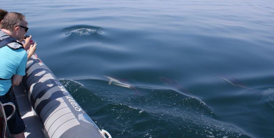Dolphins Watching - Portimão - Price and Value: Is $41 Fair for a 95% Dolphin Day?