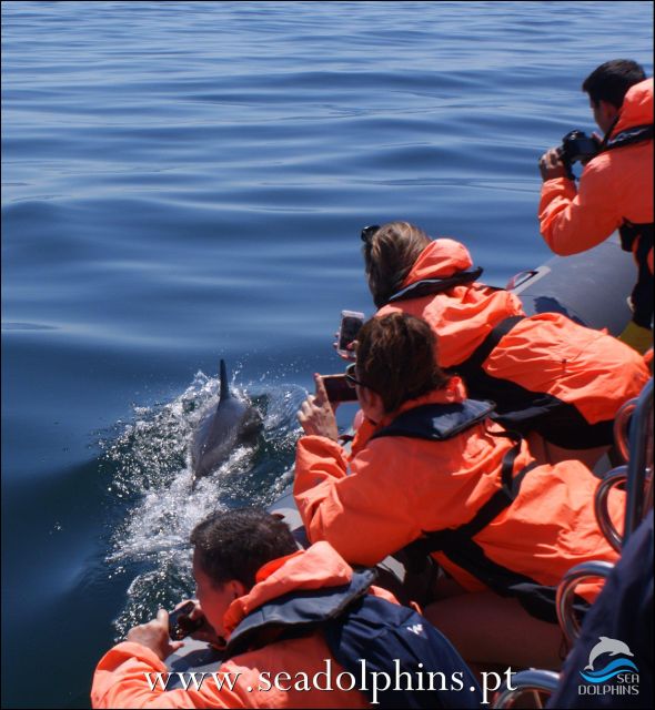 Dolphins Watching - Portimão - From Quiosque N.º 11 to Seadolphins Algarve, Then Out to Praia da Rocha