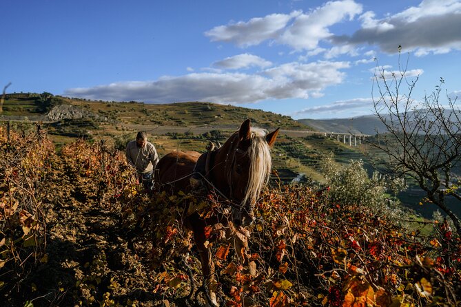 DOURO VALLEY: Lunch in a winery, tastings & 1-h private boat tour - Timing, group size, and what the day feels like