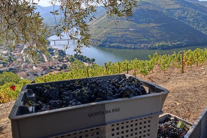 Douro Valley Pinhao Quinta da Foz Tour and Tasting 5 Wines - Cellar time at Quinta da Foz: how dry wines and Port age