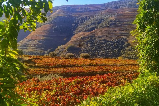 Douro Valley Prime Tour: Wine Tastings, Boat & Lunch from Porto - Why this Douro day feels efficient, not exhausting