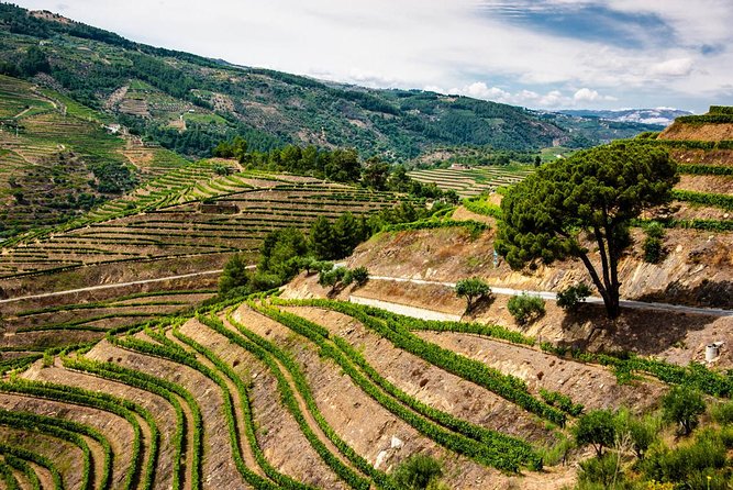 Douro Valley Private Day Trip including Boat Ride & Wine Tasting - The Douro Valley and lunch stop, where guides really shape your day
