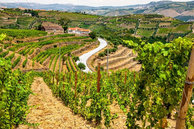 Douro Valley Private Day Trip including Boat Ride & Wine Tasting - Quinta do Infantado, where the tasting feels tied to the land