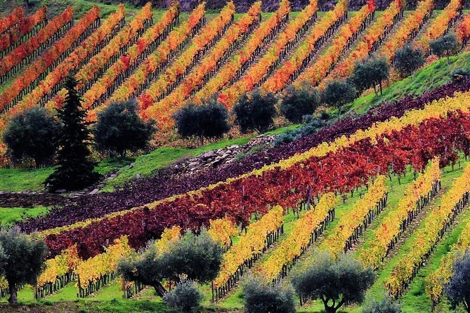 Douro Valley - Relaxed Departure from Porto - Santa Marta de Penaguiao port tasting: where the sweetness makes sense