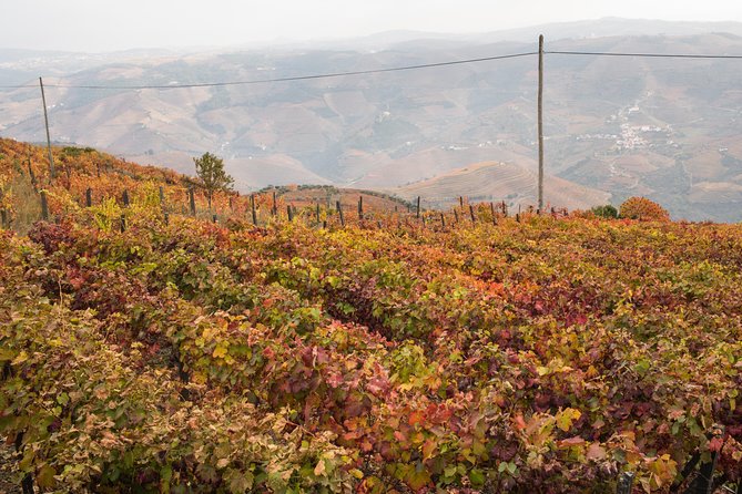 Douro Valley Small-Group Tour with Wine Tasting, Lunch and Boat - Peso da Régua winery tasting: getting your bearings in Douro wines
