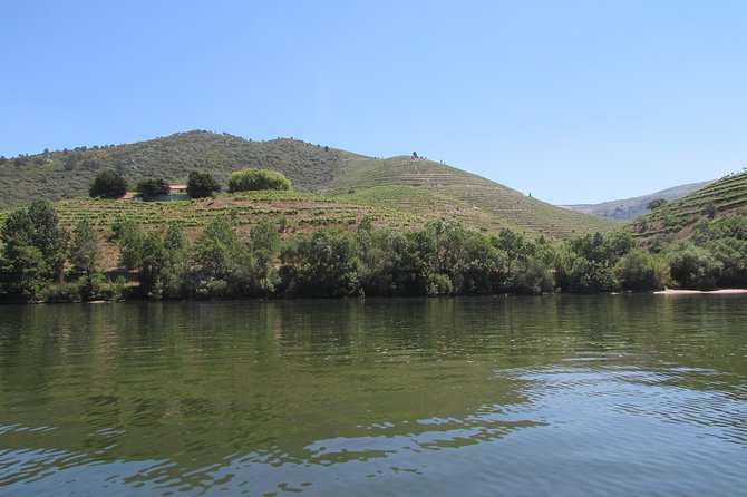 Douro Valley Tour: 2 Vineyard Visits, River Cruise, Winery Lunch - Lamego vineyard tasting: terraced views and small-producer access