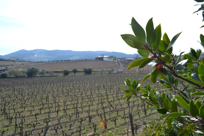 Douro Valley Tour: 2 Vineyard Visits, River Cruise, Winery Lunch - Guides, groups, and why the human factor matters