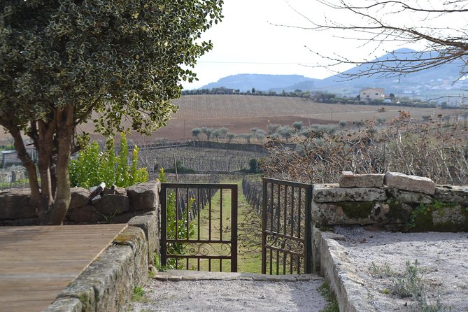 Douro Valley Tour: 2 Vineyard Visits, River Cruise, Winery Lunch - Wi-Fi, comfort, and phone-friendly planning