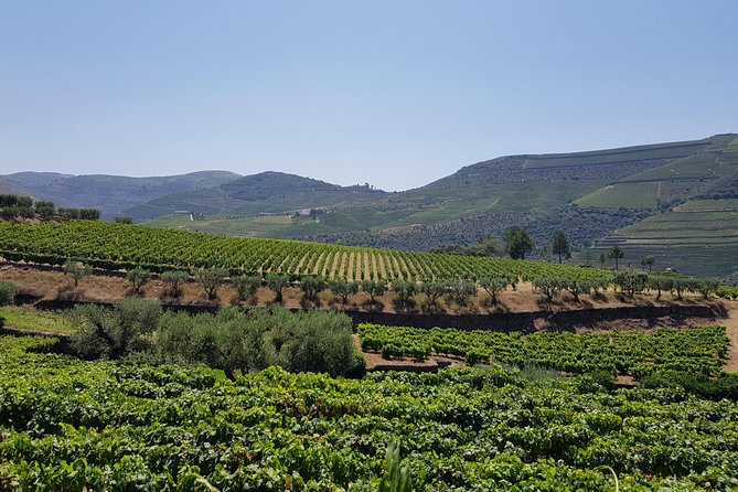 Douro Valley Wine Tour: 3 Vineyard Visits, Wine Tastings, Lunch - Stop 3 in Sabrosa: 4-Course Lunch, Douro Pairings, and a Port Cellar Finish