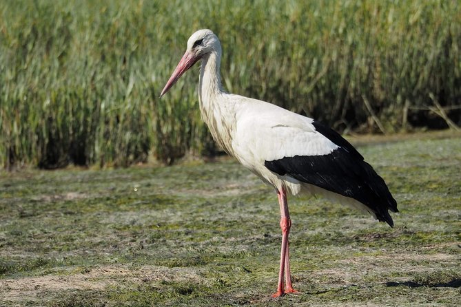 Eco Boat Tour in the Ria Formosa Lagoon from Faro - Wildlife spotting that actually works: birds, tides, and better odds