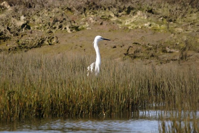 Eco Boat Tour in the Ria Formosa Lagoon from Faro - Who this eco boat tour fits best (and who should reconsider)