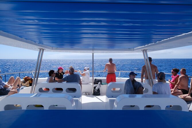 Eco-Friendly Catamaran Dolphin and Whale Watching - Key highlights you’ll feel on the water