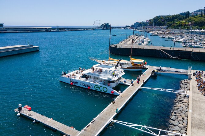 Eco-Friendly Catamaran Dolphin and Whale Watching - What to do with your time on board: bar, snacks, and optional swimming