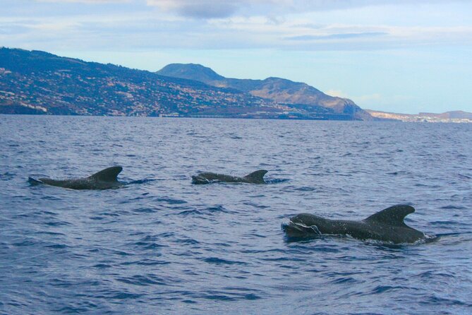 Eco-Friendly Catamaran Dolphin and Whale Watching - Price and value: what you’re paying for at $42.34