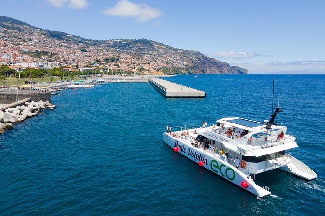 Eco-Friendly Catamaran Dolphin and Whale Watching - Who this tour fits best (and who might be disappointed)