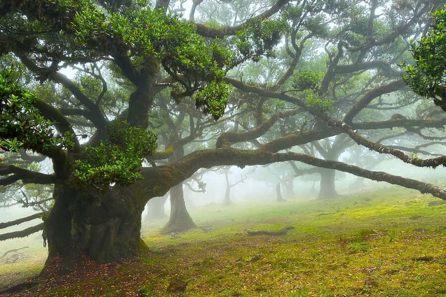 Fanal / Assobiadores - Levada Walk - Key Points You Should Know Before You Go