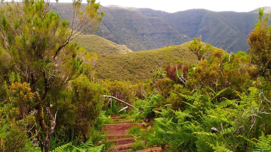 Fanal / Assobiadores - Levada Walk - Who this walk suits best, and who should pick something else