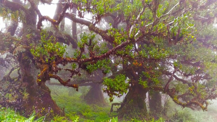 Fanal / Assobiadores - Levada Walk - The 8-hour rhythm, how to pace yourself without rushing the views