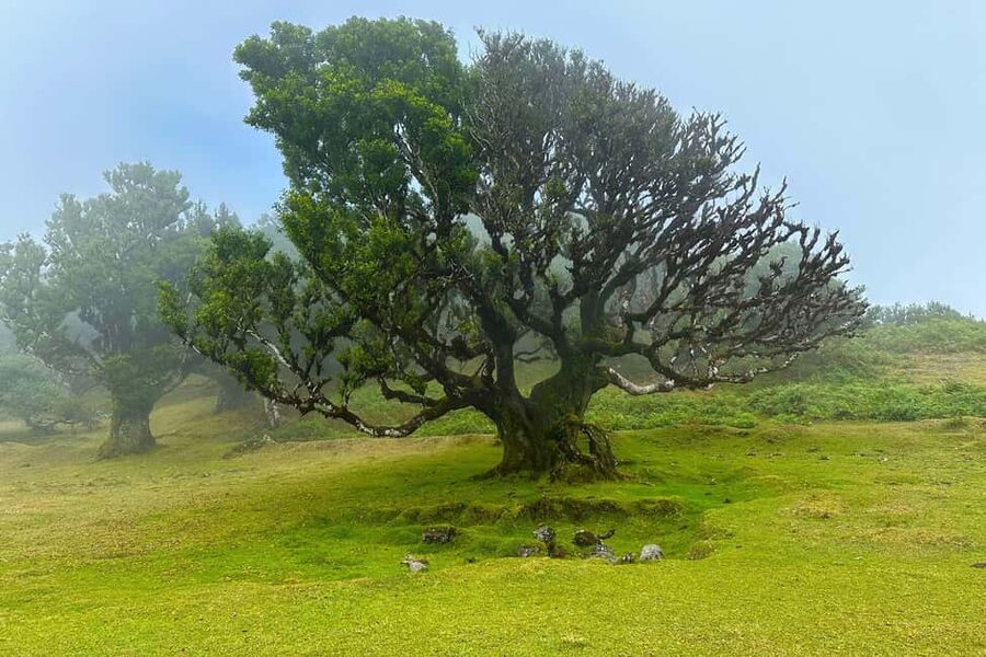 Fanal / Assobiadores - Levada Walk - Food rules you should plan around (seriously)