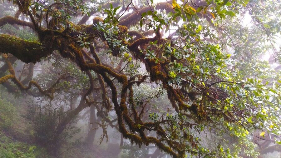 Fanal / Assobiadores - Levada Walk - Price and value at about $50 per person