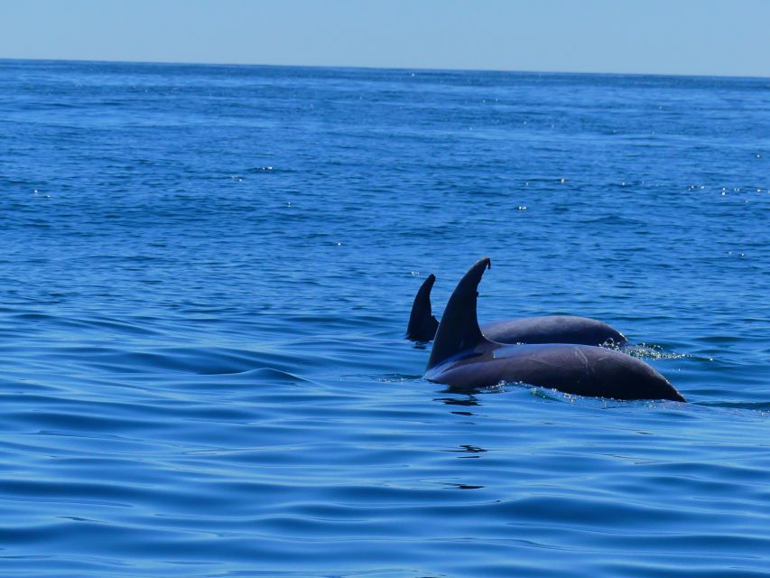 Faro: Dolphin and Wildlife Watching in the Atlantic Ocean - Key things that make this Faro dolphin and wildlife tour worth your time