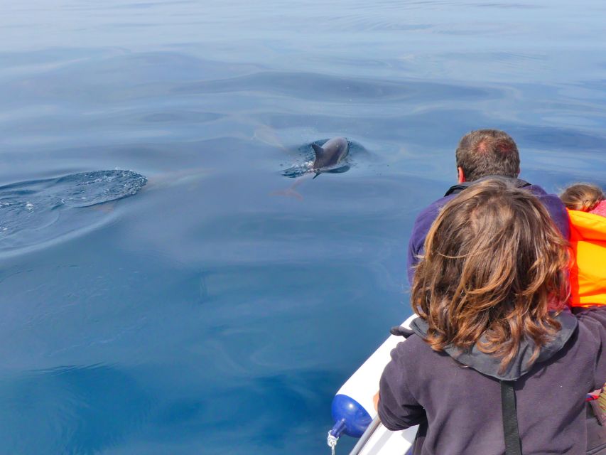 Faro: Dolphin and Wildlife Watching in the Atlantic Ocean - Who this Faro marine wildlife tour suits best