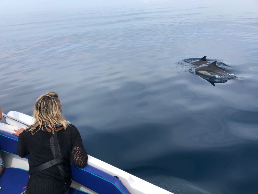 Faro: Dolphin and Wildlife Watching in the Atlantic Ocean - Dolphin and wildlife watching from Faro, with science that actually matters