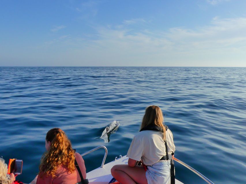 Faro: Dolphin and Wildlife Watching in the Atlantic Ocean - Crossing to the Atlantic: what you can realistically spot on this 2.5-hour ride