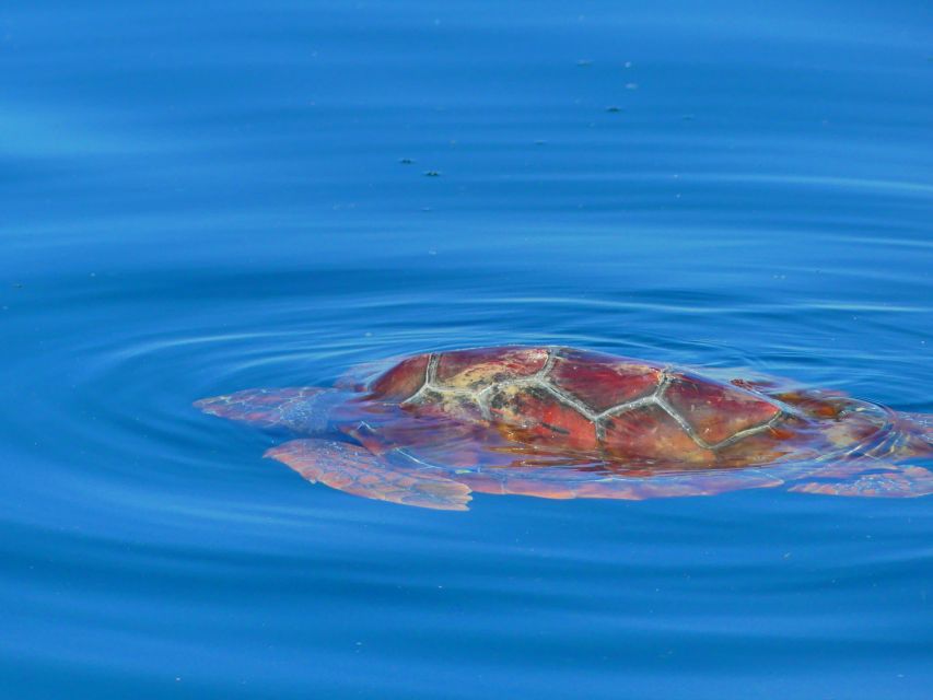 Faro: Dolphin and Wildlife Watching in the Atlantic Ocean - How the guide hunt works once wildlife is near