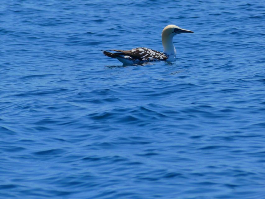 Faro: Dolphin and Wildlife Watching in the Atlantic Ocean - The 30-minute dolphin watch: the best part, and how to get the most from it