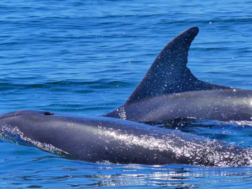 Faro: Dolphin and Wildlife Watching in the Atlantic Ocean - Birds, sharks, sunfish, turtles, and the ocean’s smaller surprises