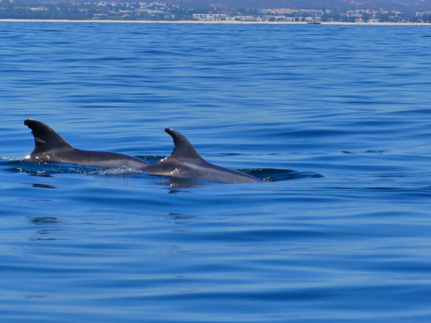 Faro: Dolphin and Wildlife Watching in the Atlantic Ocean - The ride itself: wind, spray, and keeping comfort in the top tier