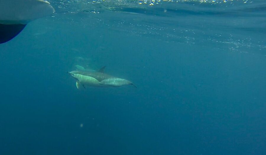 Faro: Dolphin and Wildlife Watching in the Atlantic Ocean - Meeting point in Faro: where Ocean Vibes Algarve actually is