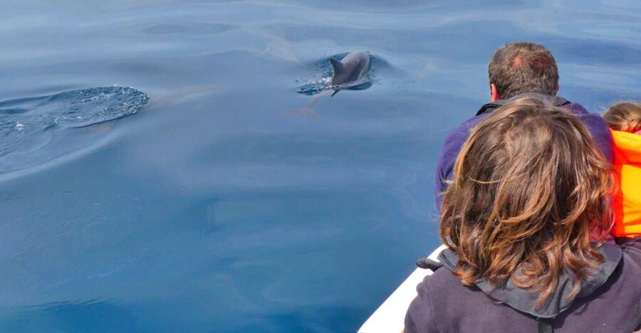 Faro: Dolphin and Wildlife Watching in the Atlantic Ocean - Leaving Faro: the Ria Formosa route and why it makes the trip feel special