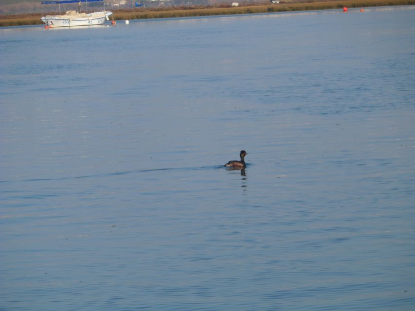 Faro: Eco-Friendly Ria Formosa Bird Watching in Solar Boat - Key Highlights You Should Know