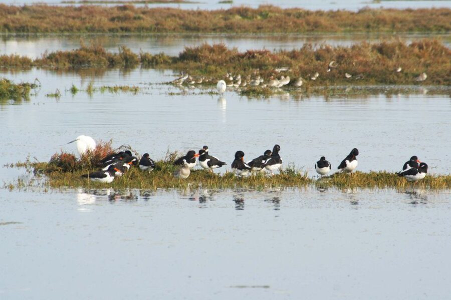 Faro: Eco-Friendly Ria Formosa Bird Watching in Solar Boat - What to Bring (So You Stay Comfortable)