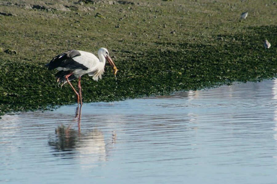 Faro: Eco-Friendly Ria Formosa Bird Watching in Solar Boat - Where Faro’s Ria Formosa Birding Feels Different