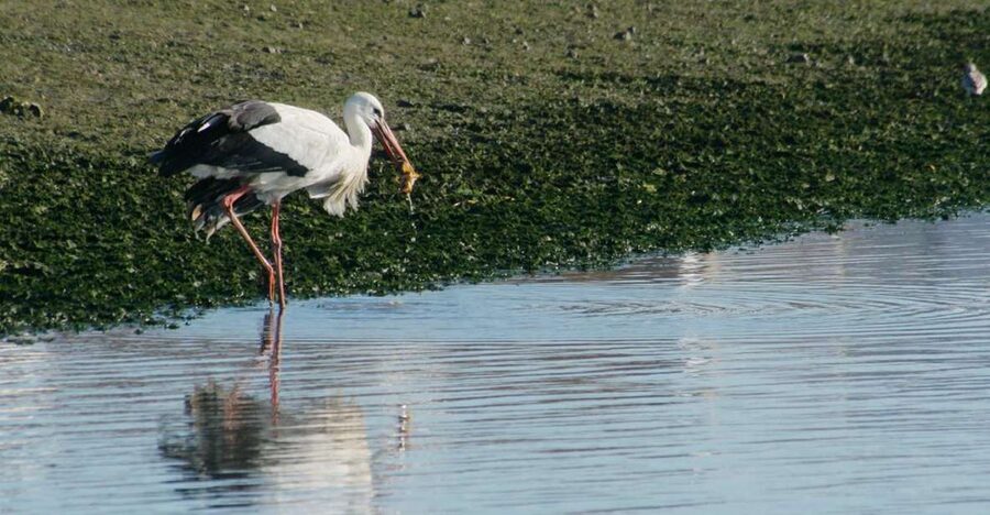 Faro: Eco-Friendly Ria Formosa Bird Watching in Solar Boat - How the Guided Hour Works in the Saltwater Canals