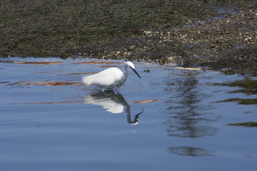 Faro: Eco-Friendly Ria Formosa Bird Watching in Solar Boat - Tide Math: Why the Wetlands Change So Fast