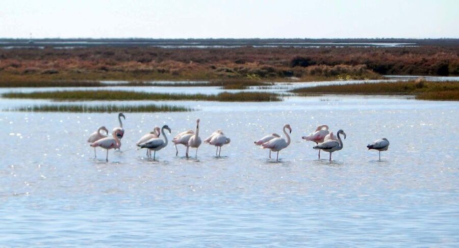 Faro: Eco-Friendly Ria Formosa Bird Watching in Solar Boat - The Bird List You’ll Probably Want to Hear About