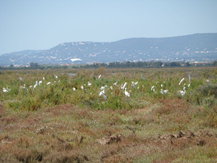 Faro: Eco-Friendly Ria Formosa Bird Watching in Solar Boat - Why a Solar Boat Makes Birding Easier