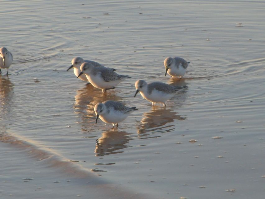 Faro: Eco-Friendly Ria Formosa Bird Watching in Solar Boat - Learning Species Without Feeling Like Class
