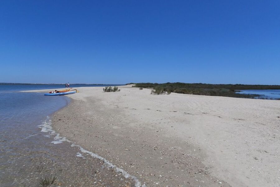 Faro: Kayak Hire in Ria Formosa Natural Park - Wildlife and Water Color: What You’ll Likely See
