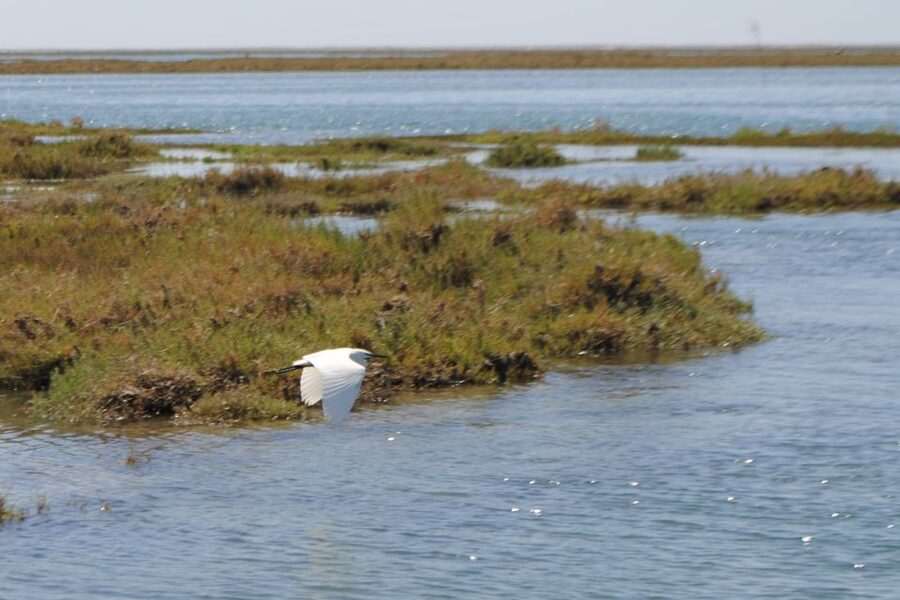 Faro: Ria Formosa Lagoon Small Boat Tour with Local Guide - Key things that make this Faro lagoon cruise worth your hour