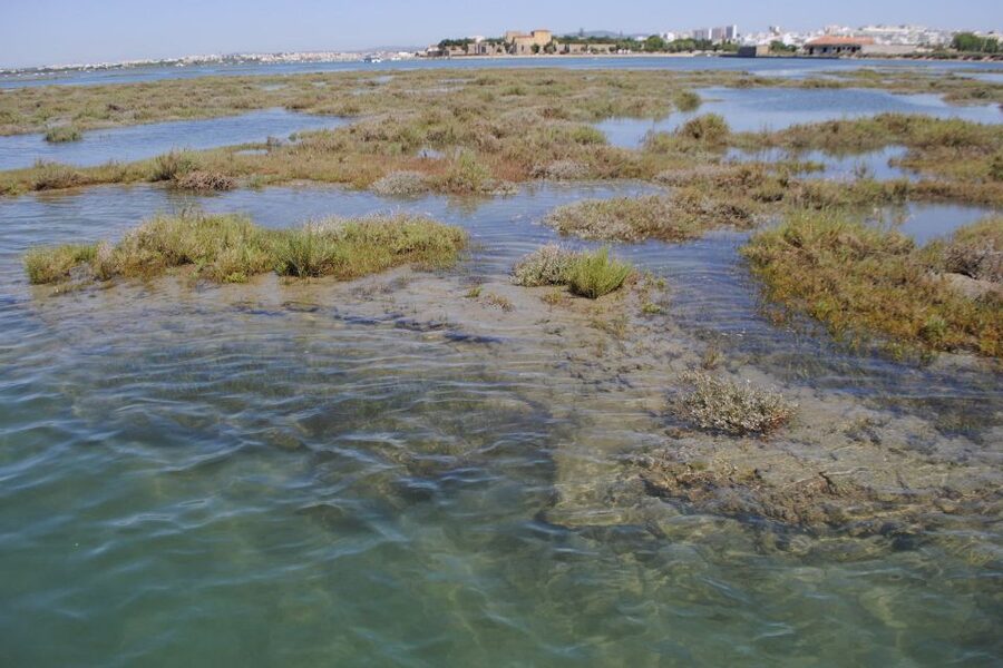 Faro: Ria Formosa Lagoon Small Boat Tour with Local Guide - Small-group cruising: why the relaxed feel is part of the value