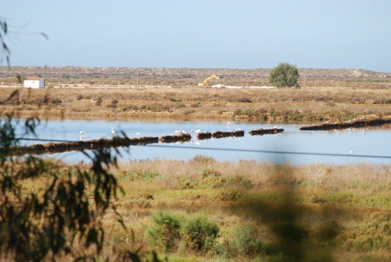 Faro: Ria Formosa Natural Park Segway Tour & Birdwatching - Key things that make this tour work