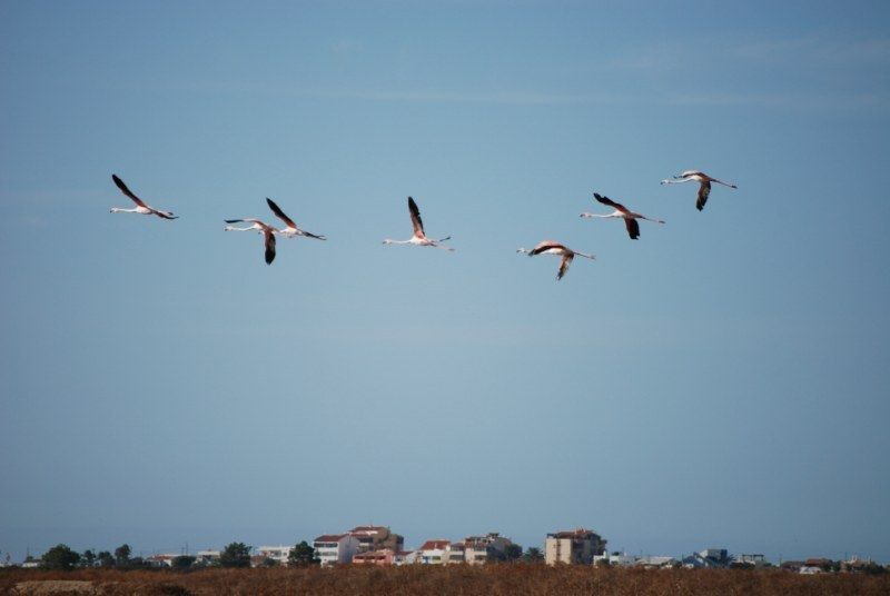 Faro: Ria Formosa Natural Park Segway Tour & Birdwatching - Ria Formosa Natural Park: why this part of Faro feels different