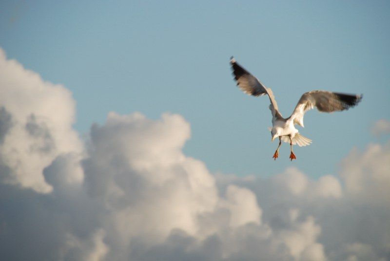 Faro: Ria Formosa Natural Park Segway Tour & Birdwatching - Where the tour shines for different traveler types