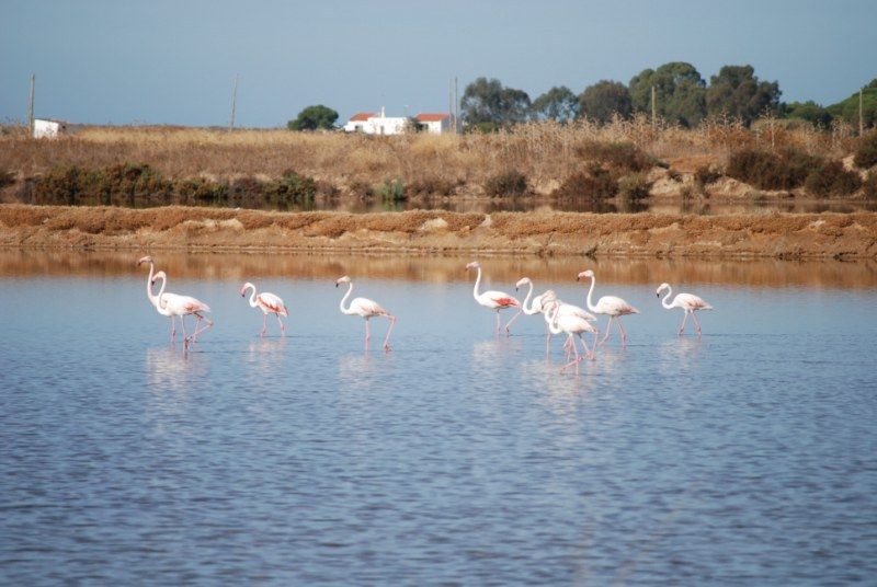 Faro: Ria Formosa Natural Park Segway Tour & Birdwatching - Logistics that actually help: where to meet and what to bring