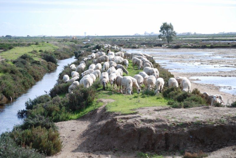 Faro: Ria Formosa Natural Park Segway Tour & Birdwatching - The Segway setup: how to make it easy on yourself